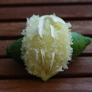 10 Seeds - Citron Caviar - Finger Lime - Citrus australasica Tasty Green - Very Rare Expensive Fruit - Limão caviar