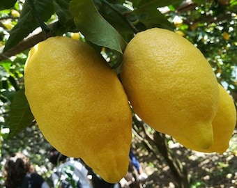 10 Samen Sfusato Amalfitano - Amalfitano Zitrone - Italienische Zitrone von der Amalfiküste