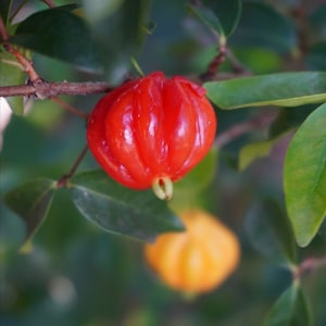 10 Sementes - Pitanga - Eugênia Uniflora