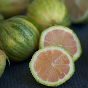 10 seeds - Maui lemon - Pink Lemon - Variegated Lemon