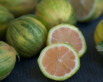 10 Samen - Maui Zitrone - Pink Lemon - Variegated Lemon