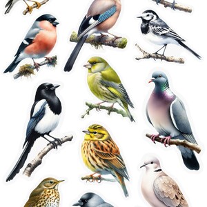 Pu&ograve; includere: Una collezione di 11 diversi uccelli da giardino, tra cui un cardellino, una ghiandaia, un pettirosso, un verdone, una gazza, un fringuello, una tortora dal collare, un colombo selvatico, un merlo, una cincia bigia e una ballerina bianca. Gli uccelli sono tutti appollaiati su rami e sono raffigurati in uno stile realistico.