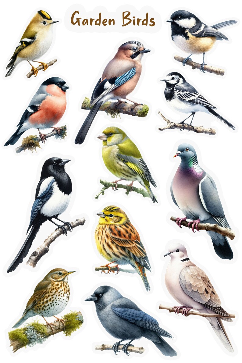 Pu&ograve; includere: Una collezione di 11 diversi uccelli da giardino, tra cui un cardellino, una ghiandaia, un pettirosso, un verdone, una gazza, un fringuello, una tortora dal collare, un colombo selvatico, un merlo, una cincia bigia e una ballerina bianca. Gli uccelli sono tutti appollaiati su rami e sono raffigurati in uno stile realistico.