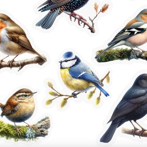 Pu&ograve; includere: Una collezione di sei diverse illustrazioni di uccelli, tra cui un pettirosso, una cincia azzurra, un merlo, un scricciolo, uno storno e un fringuello. Ogni uccello &egrave; raffigurato appollaiato su un ramo con dettagli realistici e colori vivaci.