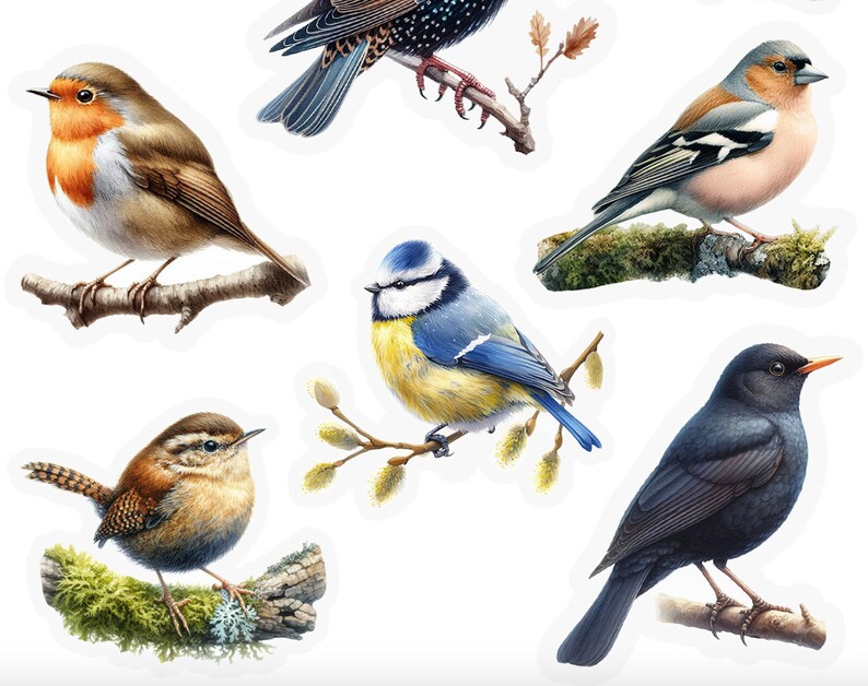 Pu&ograve; includere: Una collezione di sei diverse illustrazioni di uccelli, tra cui un pettirosso, una cincia azzurra, un merlo, un scricciolo, uno storno e un fringuello. Ogni uccello &egrave; raffigurato appollaiato su un ramo con dettagli realistici e colori vivaci.