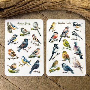 Pu&ograve; includere: Due fogli di adesivi con illustrazioni colorate di vari uccelli da giardino. Gli adesivi sono etichettati "Garden Birds".