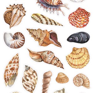 May include: A collection of 16 watercolor seashells in various shapes, sizes, and colors, including brown, white, orange, and black. The word "Seashells" is written in brown text at the top of the image.