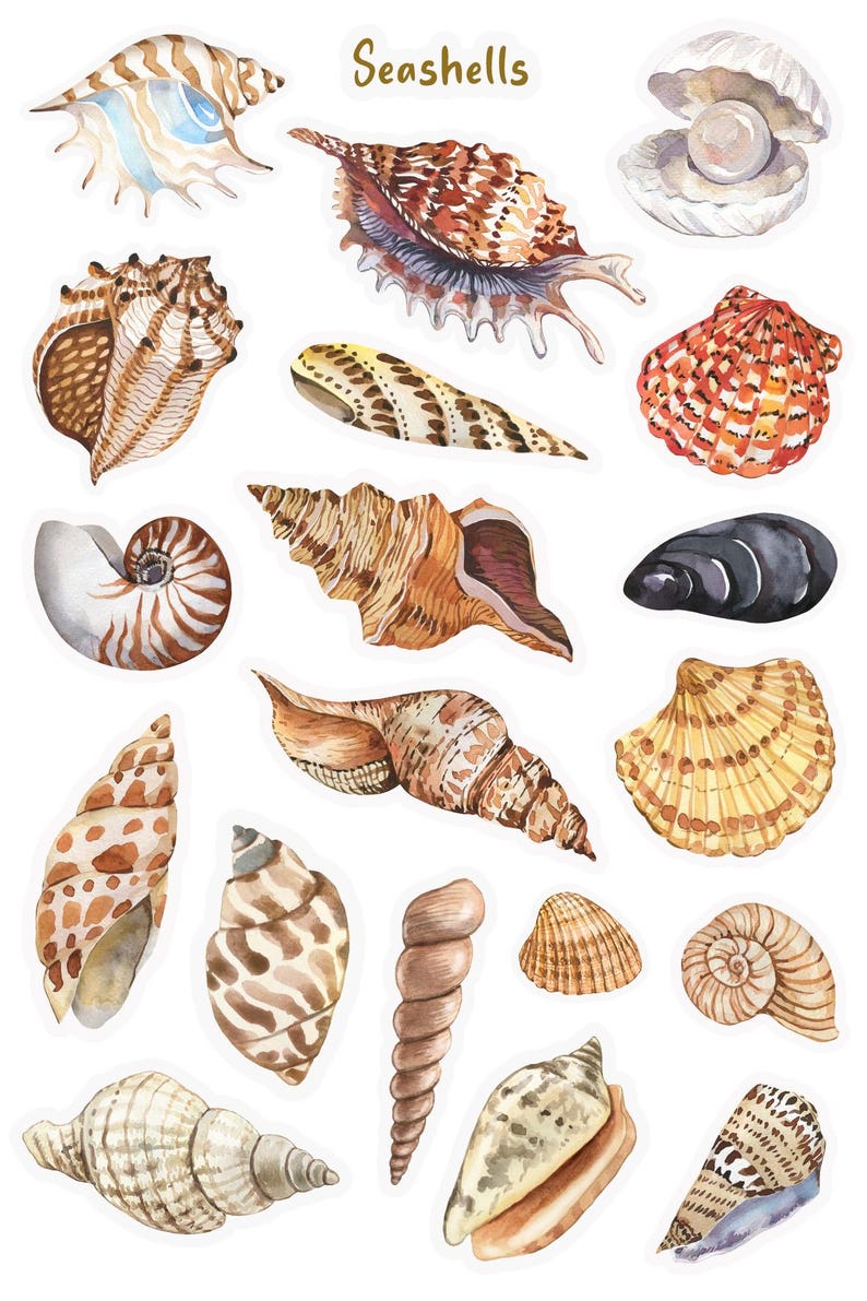 May include: A collection of 16 watercolor seashells in various shapes, sizes, and colors, including brown, white, orange, and black. The word "Seashells" is written in brown text at the top of the image.