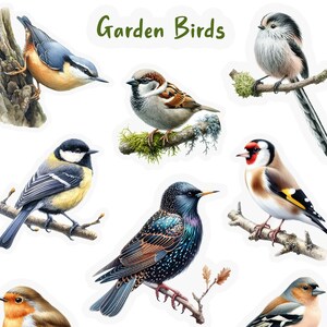 Pu&ograve; includere: Una collezione di nove diversi uccelli da giardino, tra cui un pettirosso, una cincia azzurra, un cardellino, un passero, uno storno, una cincia dal ciuffo, un rampichino, un fringuello e una cincia bigia. Gli uccelli sono tutti appollaiati su rami e sono raffigurati in uno stile realistico.