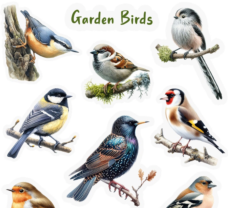 Pu&ograve; includere: Una collezione di nove diversi uccelli da giardino, tra cui un pettirosso, una cincia azzurra, un cardellino, un passero, uno storno, una cincia dal ciuffo, un rampichino, un fringuello e una cincia bigia. Gli uccelli sono tutti appollaiati su rami e sono raffigurati in uno stile realistico.