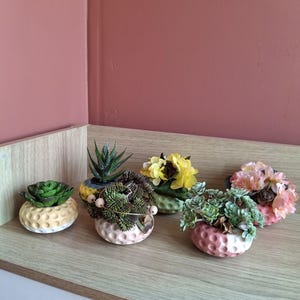 Peut inclure: Six petits pots ronds alvéolés de différentes couleurs pastel, contenant chacun une plante ou un arrangement floral. Les pots présentent une surface texturée rappelant une balle de golf et contiennent des succulentes, des fleurs jaunes et roses.