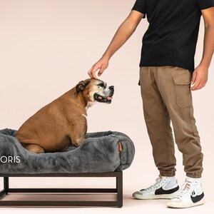 Dog being guided onto dark grey raised dog bed with black elevated dog bed frame. Orthopedic dog bed design relieves pressure while washable dog bed cover makes cleaning simple. This raised dog bed platform functions as a dog window perch, modern dog bed, or extra large dog bed. Plush bolsters create a custom dog pillow feel, making this the perfect washable dog bed for big dogs, small dogs, or medium dogs.