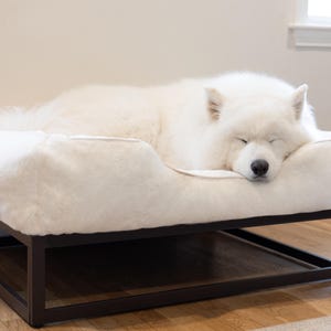 Raised dog bed with orthopedic support and washable faux fur dog bed cover. Samoyed lounging on Elevated dog bed platform in black metal frame provides airflow and joint relief for pets. Custom dog bed doubles as a dog window seat or modern dog sofa for dogs of all sizes. Small dog bed, medium dog bed, and large dog bed sizes available. Washable dog bed cover keeps this modern dog bed fresh and stylish.