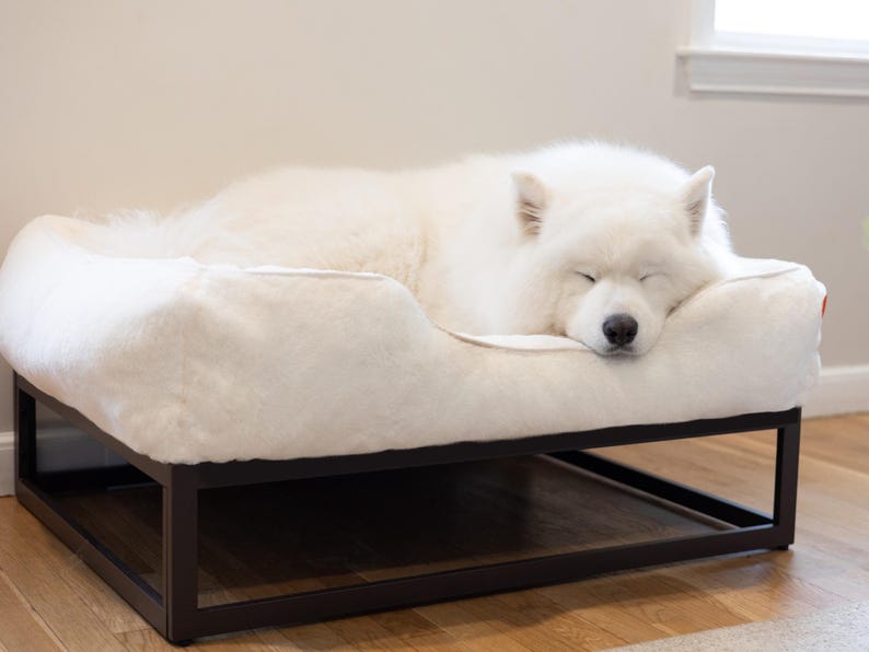 Raised dog bed with orthopedic support and washable faux fur dog bed cover. Samoyed lounging on Elevated dog bed platform in black metal frame provides airflow and joint relief for pets. Custom dog bed doubles as a dog window seat or modern dog sofa for dogs of all sizes. Small dog bed, medium dog bed, and large dog bed sizes available. Washable dog bed cover keeps this modern dog bed fresh and stylish.