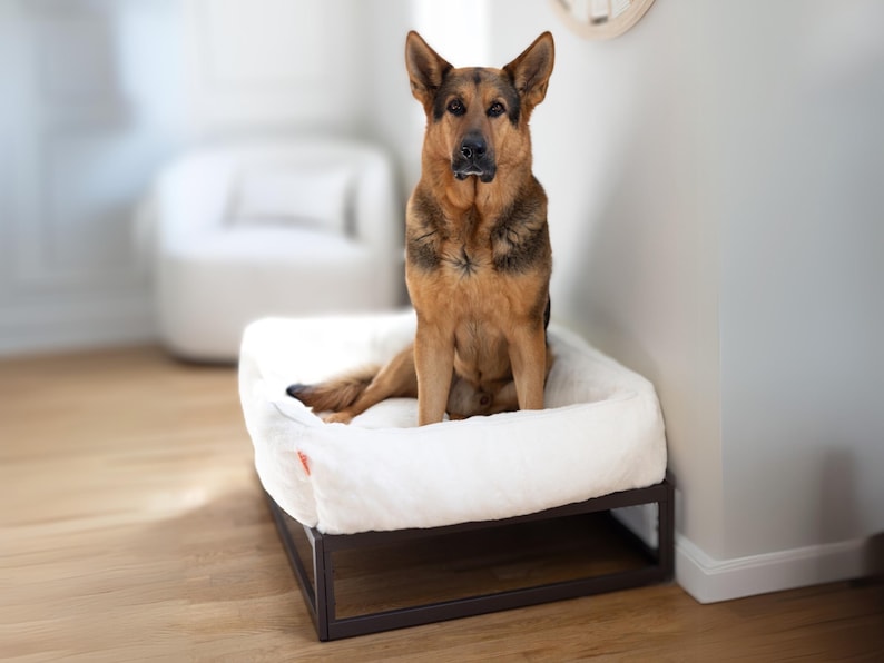 German Shepherd on white dog bed in an elevated platform design. Soft faux fur washable dog bed cover in white with brown dog bed frame. Modern dog bed works as puppy bed, dog sofa, or dog crate bed. Raised dog bed design improves airflow and reduces joint stress. Personalized dog bed option available for pet owners seeking a custom dog bed.
