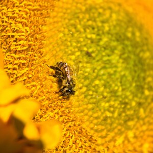 Bee&#39;s Harvest Dance