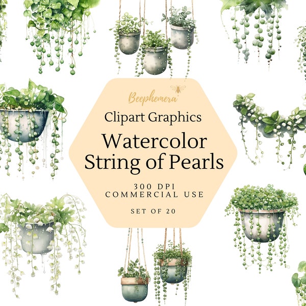 Watercolor String of Pearls Plant Clipart - Botanical hanging plants, floral PNG format instant download for commercial use clip art