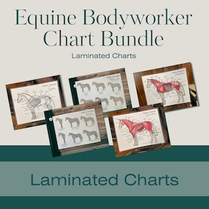 Diagrammes d'anatomie équine - Bundle bodyworker - Anatomie du cheval - Système musculaire du cheval - Éducation équine - Diagramme plastifié
