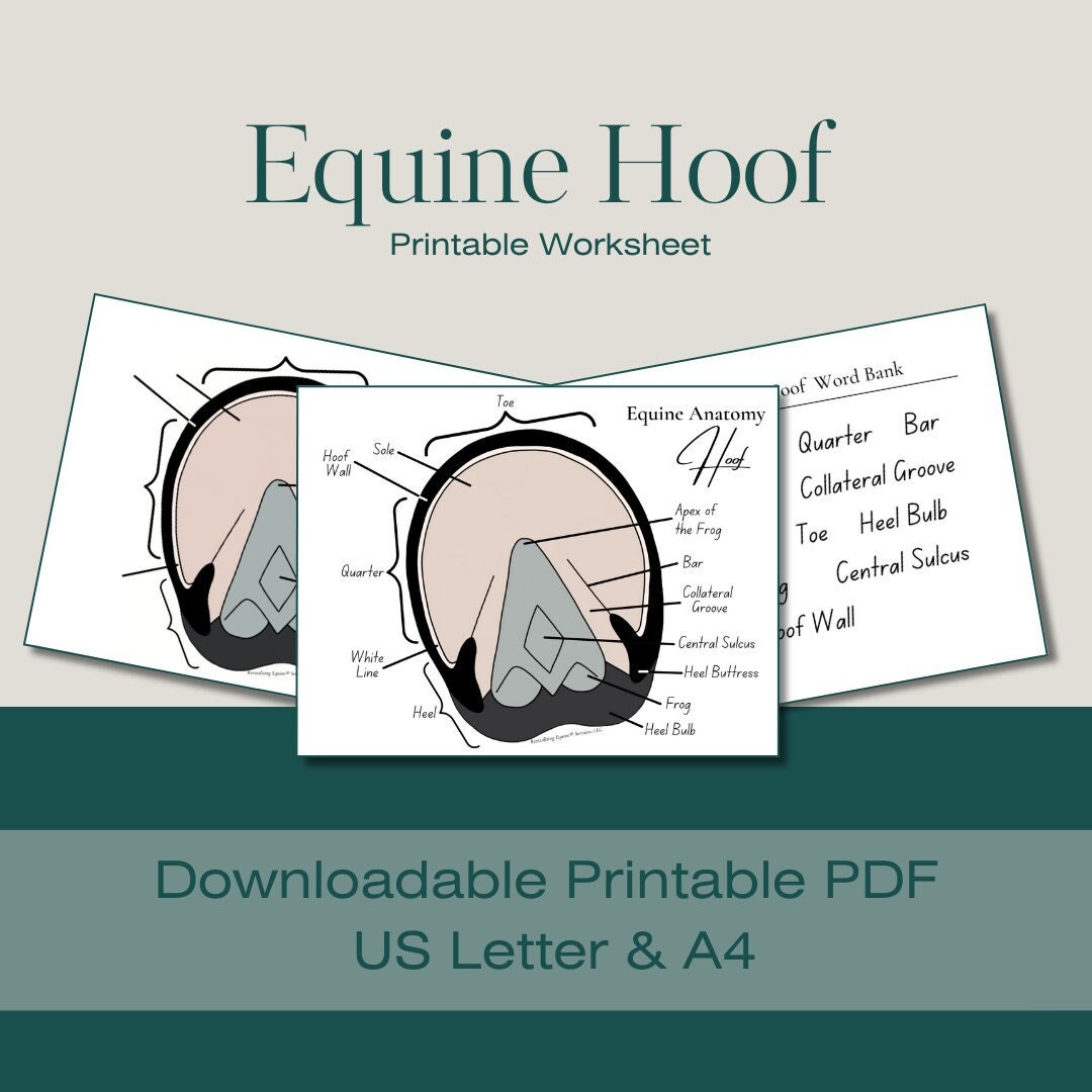 Equine Hoof Worksheet Horse Anatomy Horse Hoof Equine Anatomy Equine