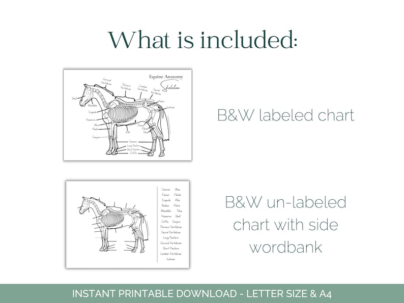 Equine Skeleton Worksheet - Horse Anatomy - Horse Skeleton - Equine ...