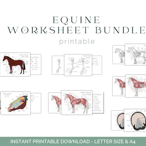 Equine Worksheet Bundle - Horse Anatomy - Equine Anatomy - Equine Education - Printable Downloads