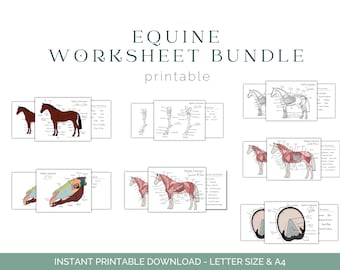 Equine Worksheet Bundle - Horse Anatomy - Equine Anatomy - Equine Education - Printable Downloads