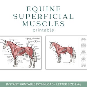 Werkblad oppervlakkige spierspier van het paard - anatomie van het paard - spierstelsel van het paard - anatomie van het paard - educatie van het paard - afdrukbare download