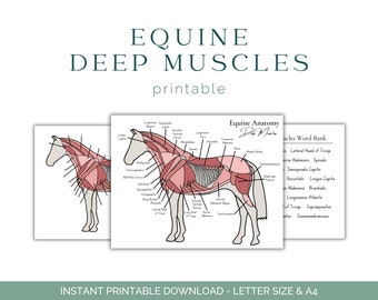 Equine Deep Muscle Worksheet - Horse Anatomy - Horse Muscular System - Equine Anatomy - Equine Education - Printable Download