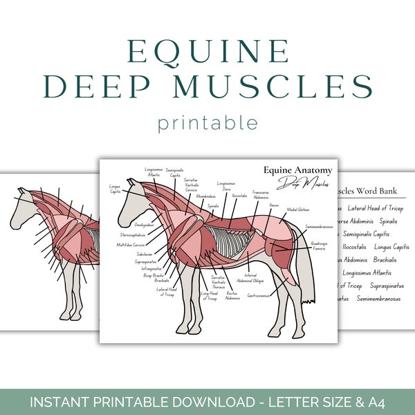 Equine Deep Muscle Worksheet - Horse Anatomy - Horse Muscular System - Equine Anatomy - Equine Education - Printable Download