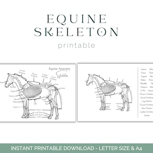 Werkblad skelet paard - anatomie van het paard - skelet van het paard - anatomie van het paard - educatie van het paard - afdrukbare download