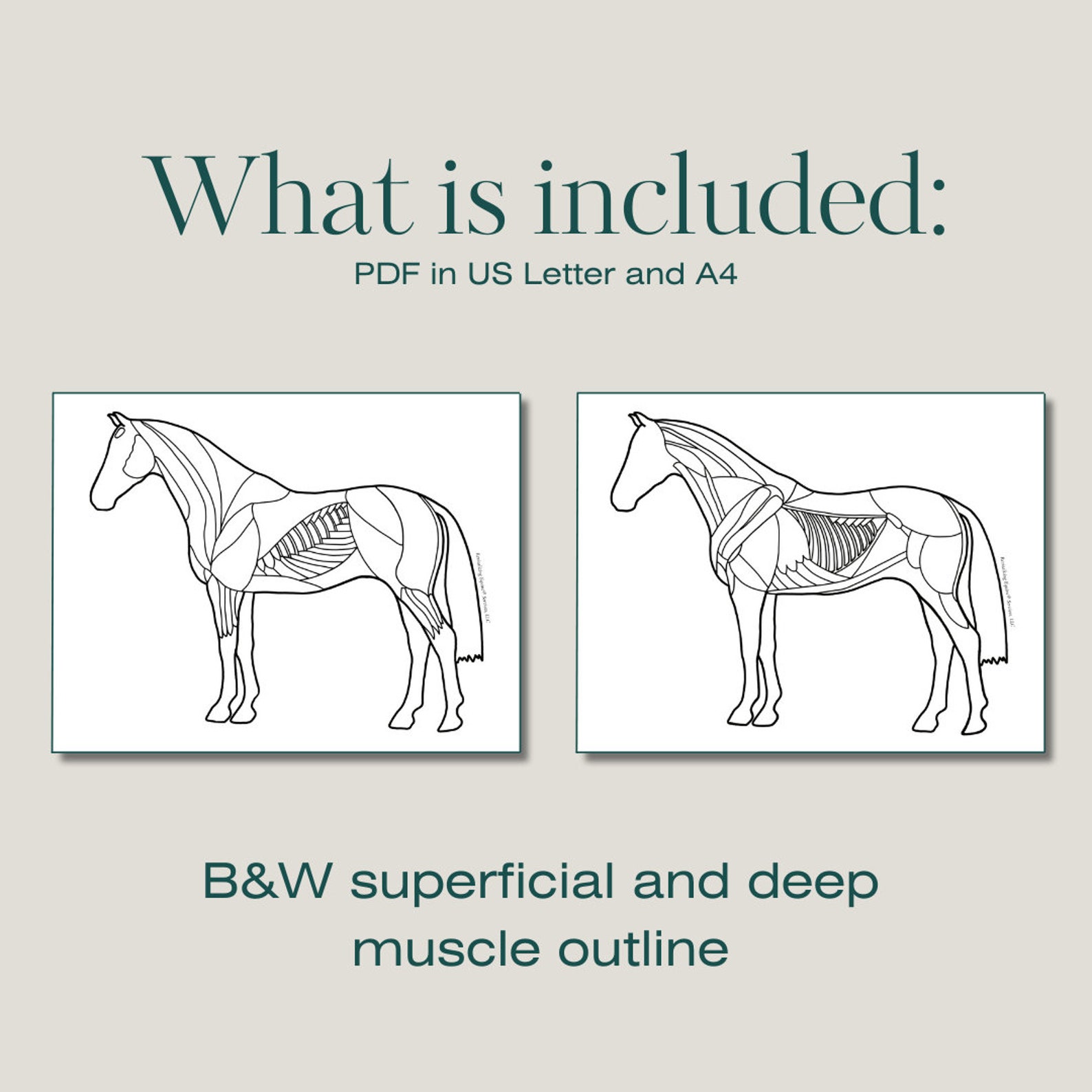Equine Muscles Coloring Page Horse Anatomy Horse Muscles Equine Anatomy