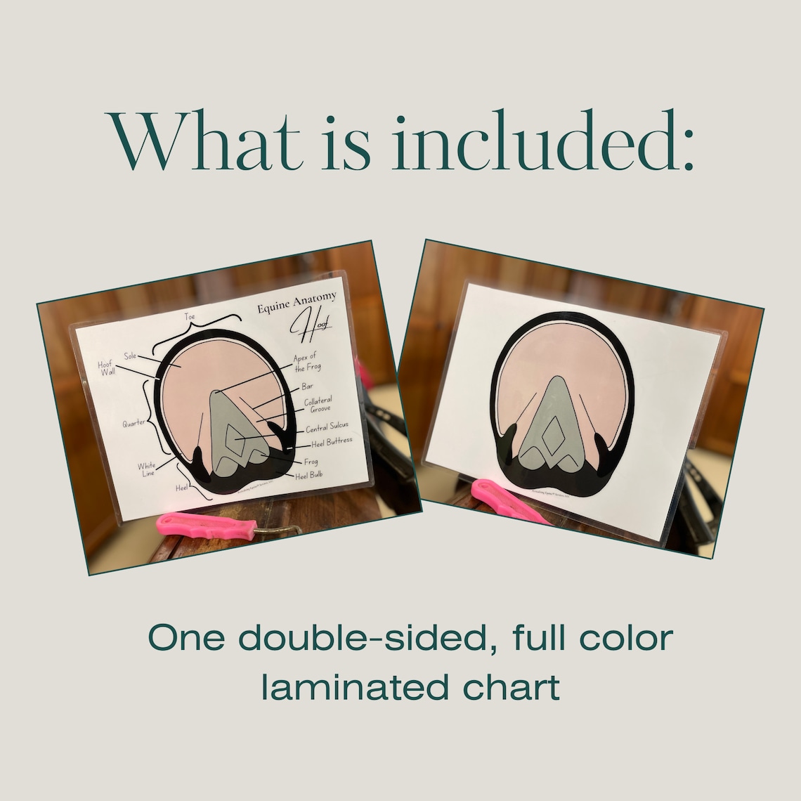 Equine Hoof Anatomy Chart Horse Anatomy Horse Muscular System Equine