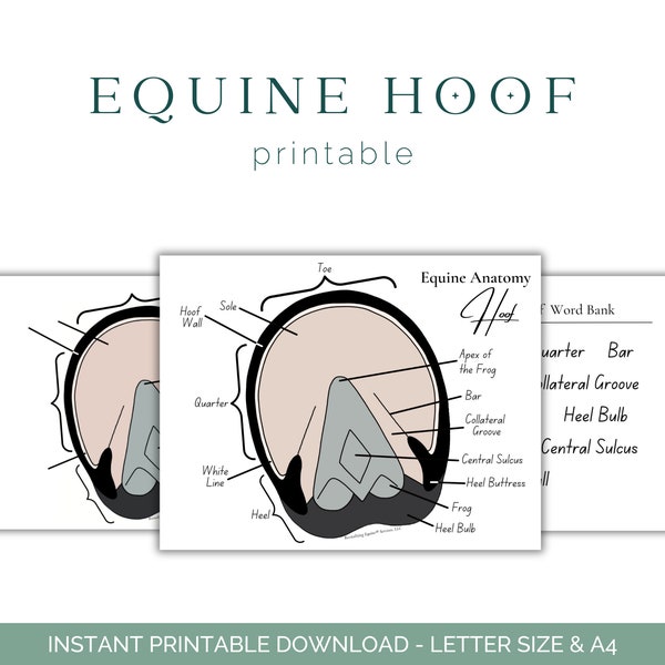 Equine Hoof Worksheet - Horse Anatomy - Horse Hoof - Equine Anatomy - Equine Education - Printable Download