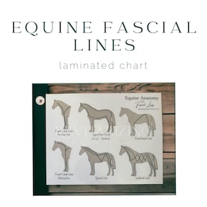 Ligne fasciale équine - anatomie du cheval - système myofascial du cheval - anatomie équine - éducation équine - carte plastifiée