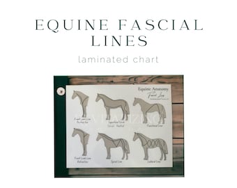 Equine Fascial Line Chart - Horse Anatomy - Horse Myofascial System - Equine Anatomy - Equine Education - Laminated Chart