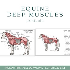 Pferde Tief Muskel Arbeitsblatt - Anatomie des Pferdes - Muskulatur des Pferdes - Anatomie des Pferdes - Pferdepädagogik - Printable Download