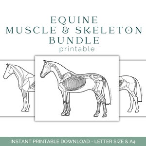 Anatomie van het paard kleurplaat - anatomie van het paard - spieren van het paard - skelet van het paard - anatomie van het paard - educatie van het paard - afdrukbare download