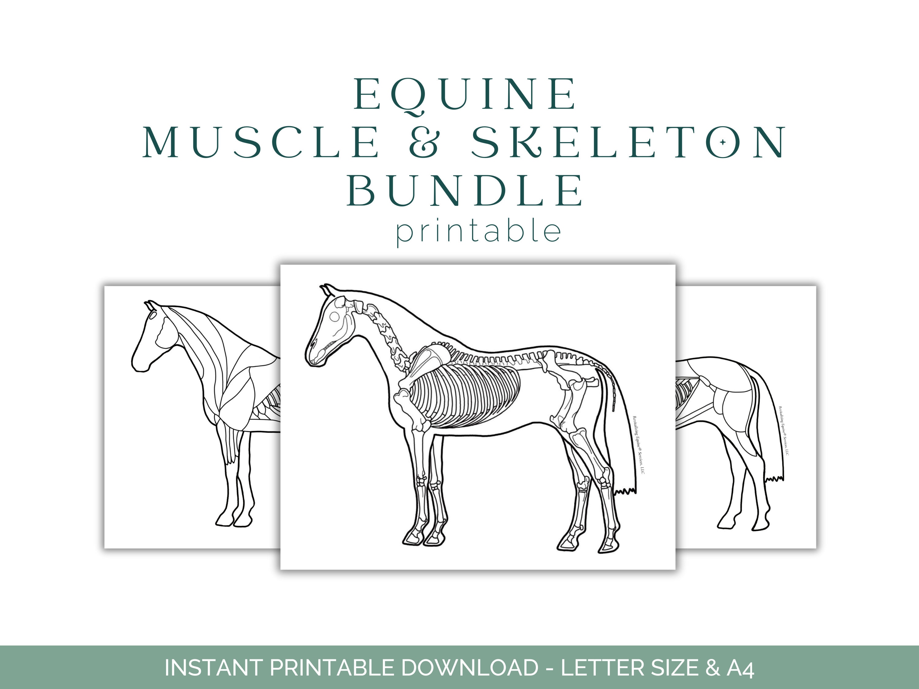 Equine Anatomy Coloring Page - Horse Anatomy - Horse Muscles - Equine Skeleton - Equine Anatomy - Equine Education - Printable Download