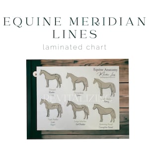 Graphique linéaire méridien équin - anatomie du cheval - système des méridiens du cheval - anatomie équine - éducation équine - graphique plastifié