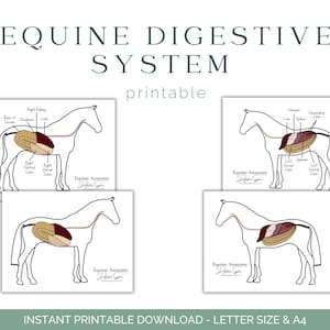 Werkblad spijsverteringsstelsel paard - anatomie van het paard - spijsverteringsstelsel van het paard - anatomie van het paard - educatie van het paard - afdrukbare download