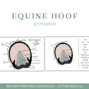 Werkblad hoef - paard anatomie - hoef paard - anatomie paard - educatie paard - afdrukbare download