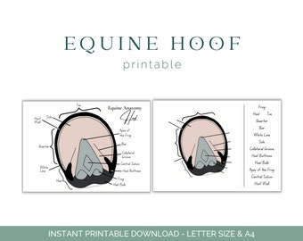 Fiche d'exercices sur le sabot du cheval - anatomie du cheval - sabot du cheval - anatomie du cheval - éducation équine - téléchargement imprimable