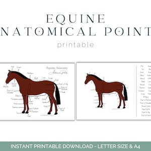 Equine Anatomical Points Worksheet - Horse Anatomy - Equine Anatomy - Equine Education - Printable Download - Horse Educational Worksheet
