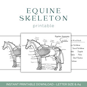 Werkblad skelet paard - anatomie van het paard - skelet van het paard - anatomie van het paard - educatie van het paard - afdrukbare download