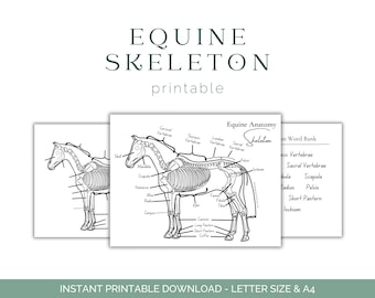 Equine Skeleton Worksheet - Horse Anatomy - Horse Skeleton - Equine Anatomy - Equine Education - Printable Download