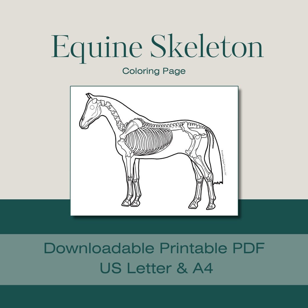 Equine Skeleton Coloring Page Horse Anatomy Horse Skeleton - Etsy Australia
