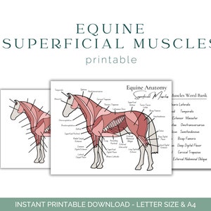 Werkblad oppervlakkige spierspier van het paard - anatomie van het paard - spierstelsel van het paard - anatomie van het paard - educatie van het paard - afdrukbare download