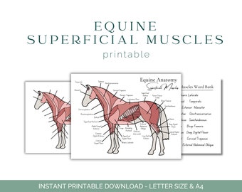 Equine Superficial Muscle Worksheet - Horse Anatomy - Horse Muscular System - Equine Anatomy - Equine Education - Printable Download