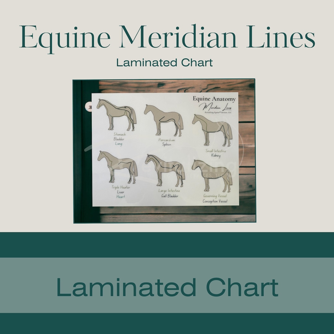 Equine Meridian Line Chart Horse Anatomy Horse Meridian Etsy