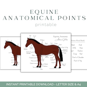 Anatomische punten werkblad van paarden - Anatomie van paarden - Anatomie van paarden - Paardenonderwijs - Afdrukbare download - Educatief werkblad van paarden